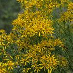 Senecio spartioides Цветок