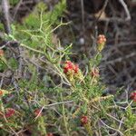 Sarcopoterium spinosum Fruit