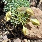 Tropaeolum polyphyllum 花