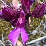 Anacamptis papilionacea 花