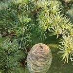 Cedrus atlanticaপাতা