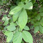Calycanthus floridus Leaf