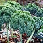 Brassica oleracea Fulla