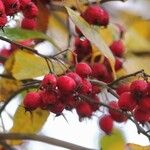 Crataegus persimilis Fruit