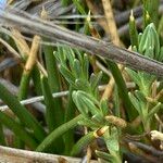 Gentiana sedifolia Hoja
