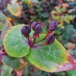 Hypericum × inodorum Plod