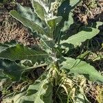 Verbascum boerhavii Blatt