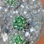 Mammillaria voburnensis 樹皮