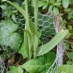 Ophrys apifera Foglia