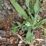 Dentella repens Blomma