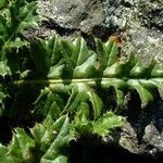 Cirsium acaulon अन्य