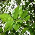 Prunus sargentii Leaf