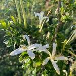 Turraea mombassana Φύλλο