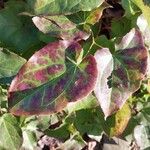 Epimedium perralderianum Leaf
