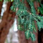 Taxus brevifolia その他の提案