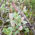 Salix glauca 花