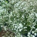 Gypsophila paniculata പുഷ്പം