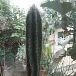 Pilosocereus leucocephalus Leaf