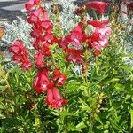 Penstemon hartwegii عادت