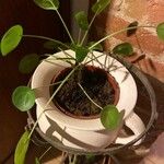 Pilea peperomioides Leaf