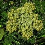 Lomatium dasycarpum Цвят