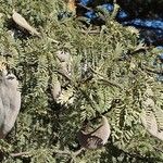 Vachellia erioloba Hedelmä