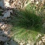 Festuca filiformis Folio