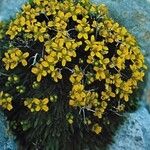 Draba aizoides Агульны выгляд