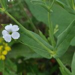 Vaccaria hispanica 葉