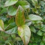 Viburnum tinus Leaf