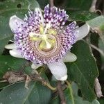 Passiflora ligularis 花