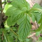 Stachytarpheta cayennensis Blatt