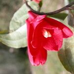 Lapageria rosea Blomma