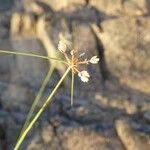Cyperus niveus Φρούτο