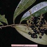 Ardisia fimbrillifera Other