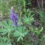 Lupinus perennis Blomma