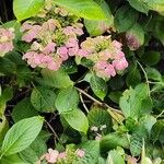 Hydrangea serrata Агульны выгляд