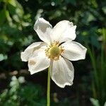 Anemone sylvestris Blüte