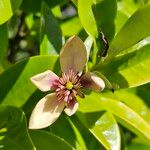 Magnolia figo Λουλούδι