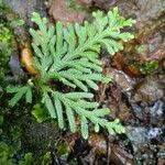 Selaginella flabellata Hoja