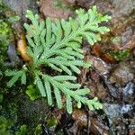 Selaginella flabellata Folha