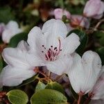 Rhododendron callimorphum Bloem