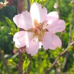 Prunus amygdalus Flor