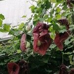 Aristolochia gigantea Leaf