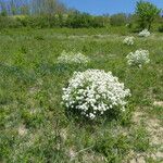 Crambe tataria Habitus