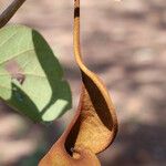 Piliostigma thonningii Φρούτο