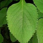 Plectranthus barbatus Levél