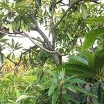 Rhododendron arboreum Habit