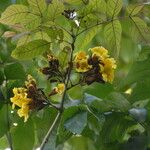 Markhamia tomentosa Blüte
