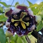 Passiflora quadrangularis Цветок